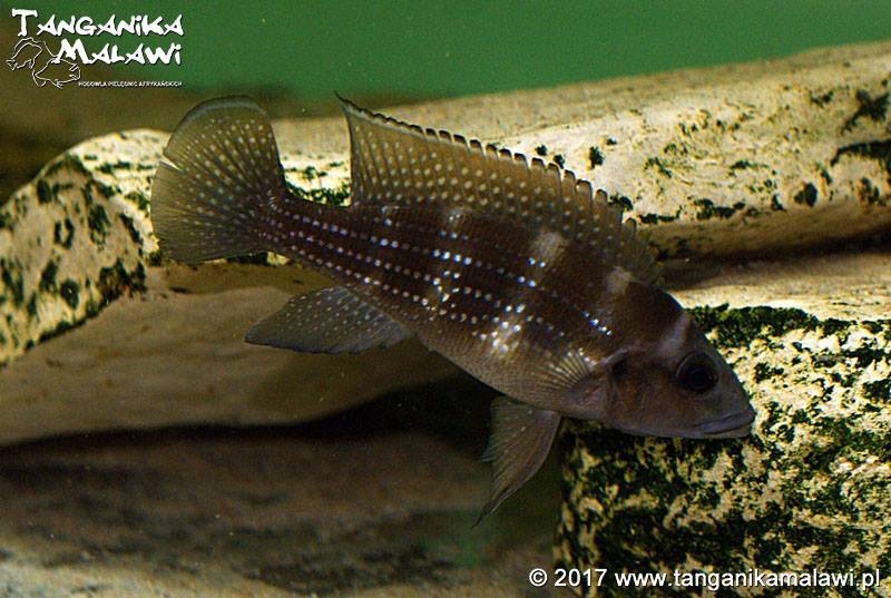 Neolamprologus tetracanthus